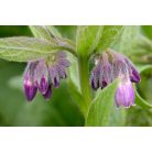 Venoptim gyógypermet vérkeringés javító (100ml)