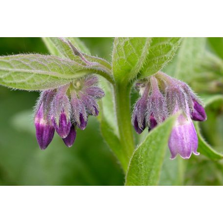 Venoptim gyógypermet vérkeringés javító (100ml)